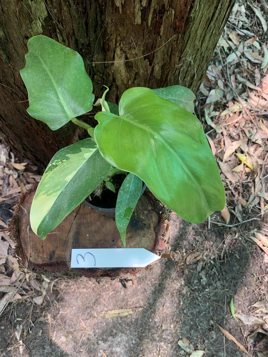 Philodendron Domesticum Multi-Plant Listing