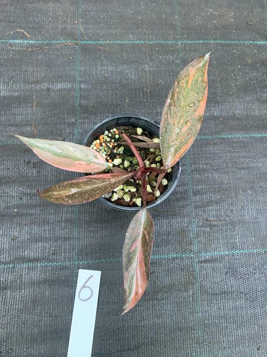 Philodendron Orange Princess #6