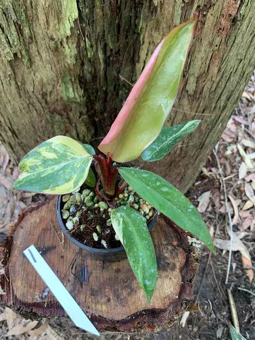 Philodendron Strawberry shake 1