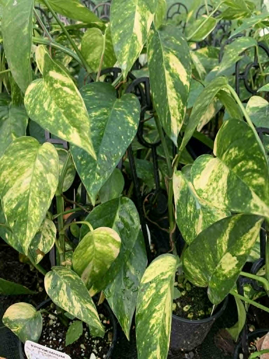 Jungle Box - Choose Plants