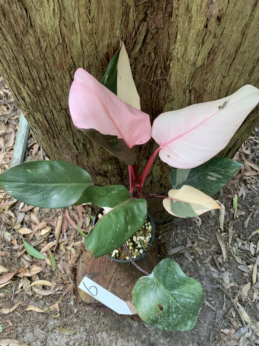 Philodendron Pink Princess #6