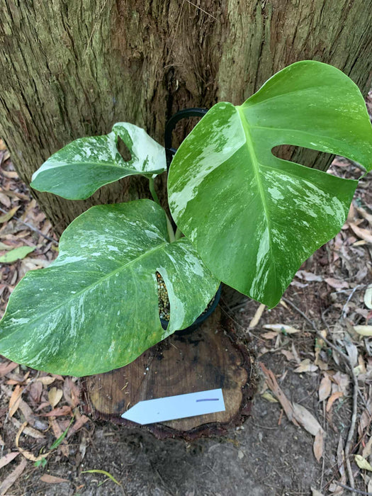Monstera Albo Borsigiana Multi plant Lisiting