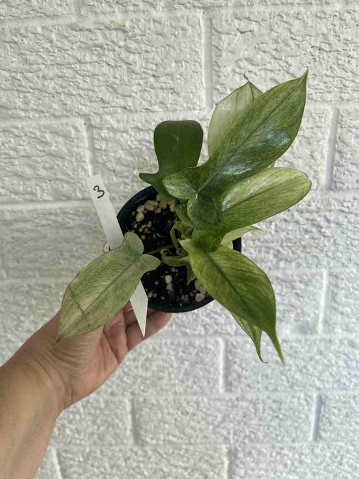 Philodendron Florida Ghost Multi-listing