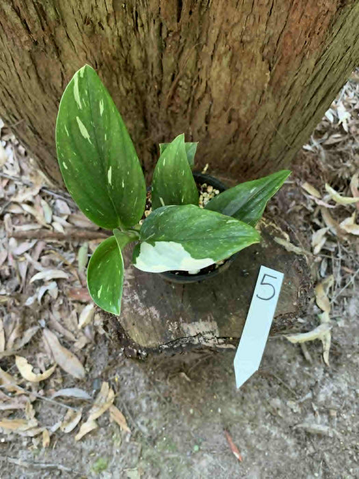 Monstera Standleyana variegated - multi-listing