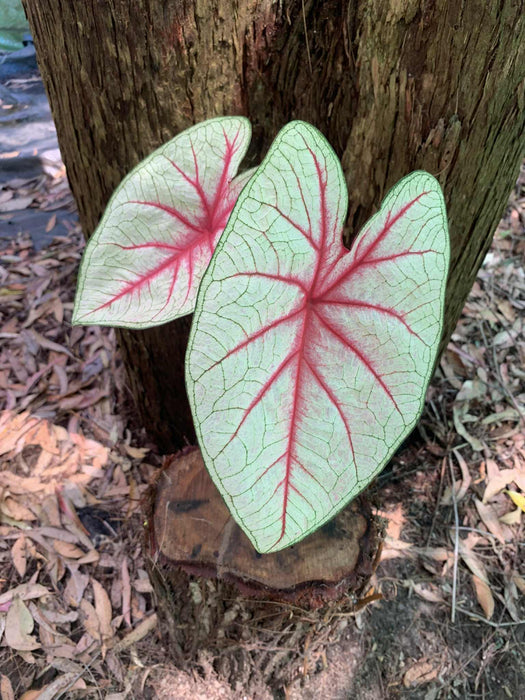 Caladium White Queen