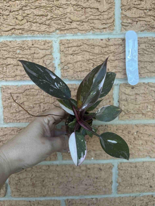 CLEARANCE Philodendron Red Anderson