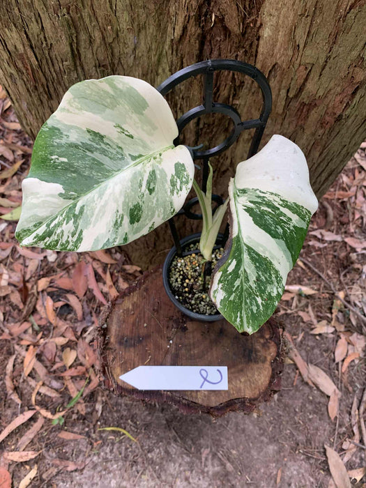 Monstera Albo Borsigiana Multi plant Lisiting