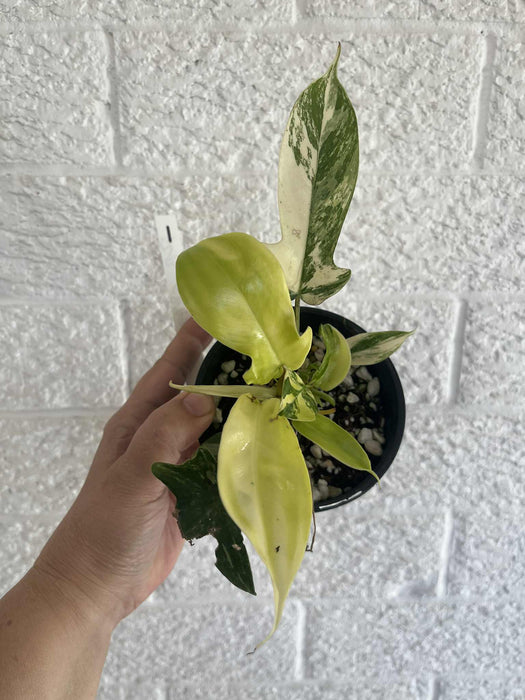 Philodendron Florida Beauty Variegated Multi-listing