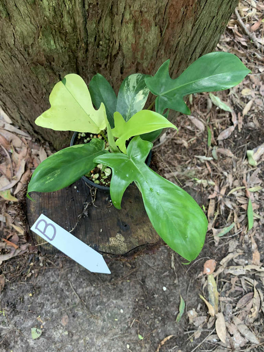 Philodendron Florida Beauty B