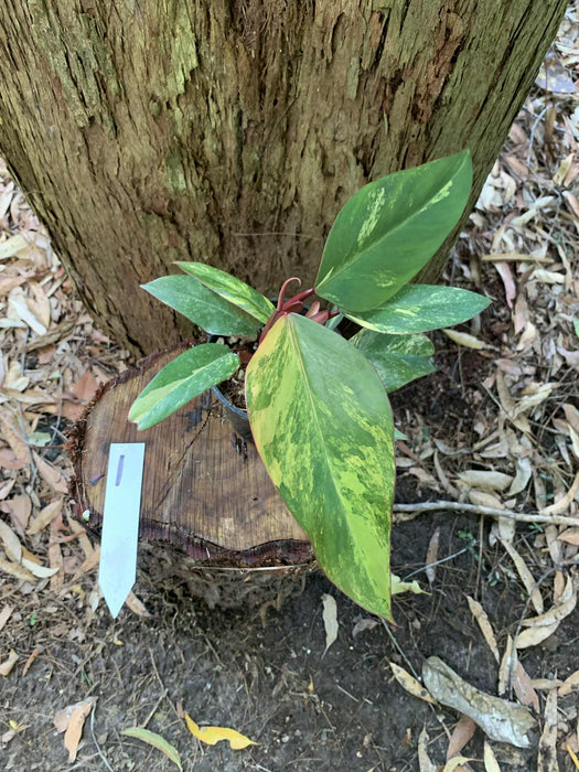 Philodendron Strawberry shake 1