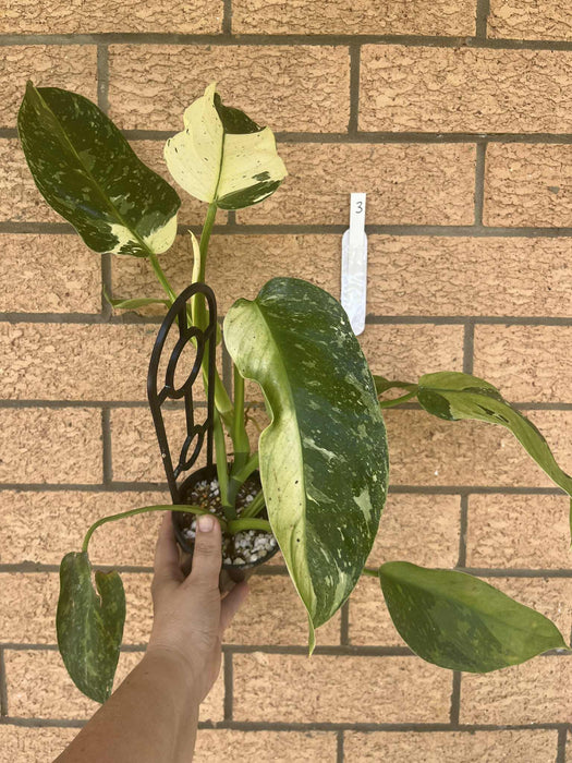 Clearance Philodendron Jose Buono