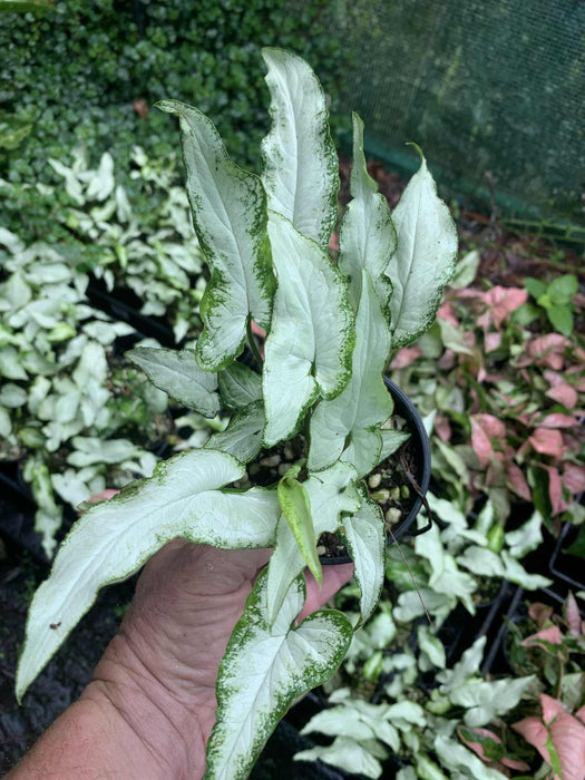 Syngonium Chardonnay