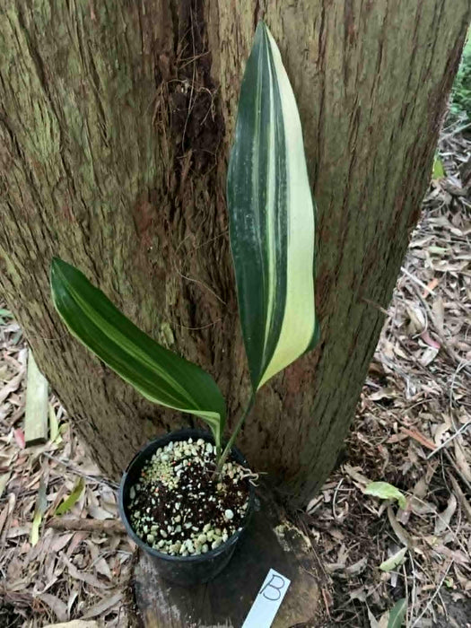 Aspidistra Variegated Cast Iron Plant Multi-listing