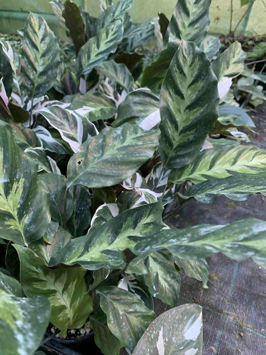 Jungle Box - Choose Plants