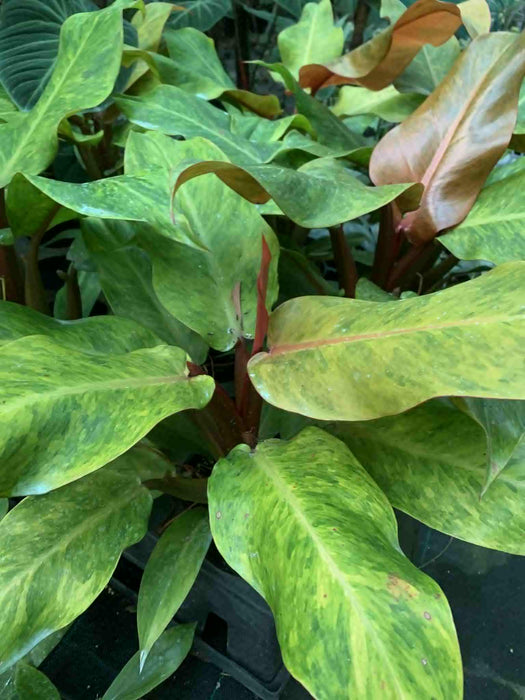 Jungle Box - Choose Plants