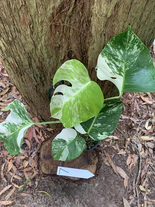 Monstera Albo Borsigiana Multi plant Lisiting