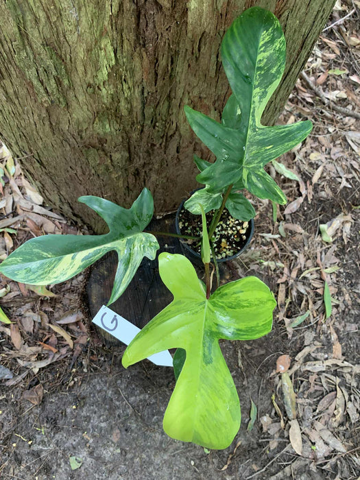 Philodendron Florida Beauty G