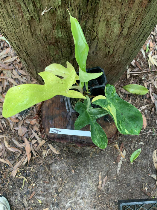 Philodendron Florida Beauty 4