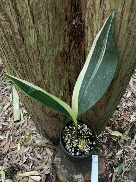 Aspidistra Variegated Cast Iron Plant Multi-listing