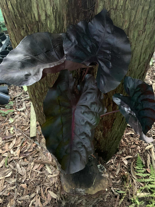 Colocasia Redemption - Actual Plant