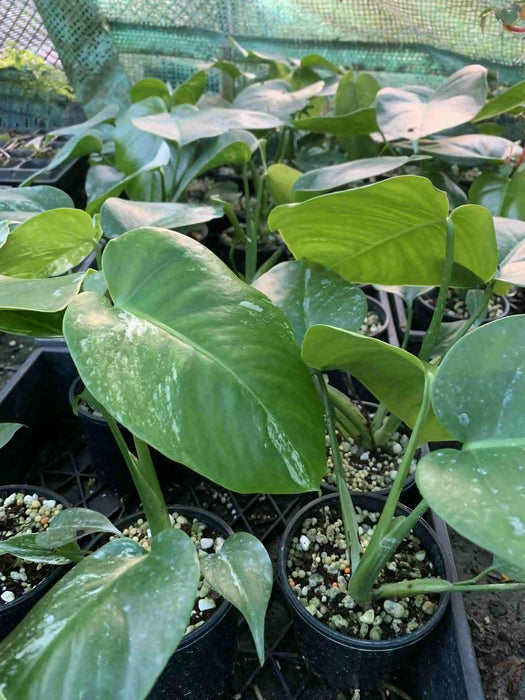 Jungle Box - Choose Plants