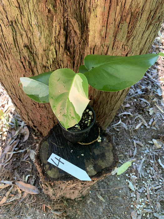 Monstera Albo Borsigiana Multi plant Lisiting