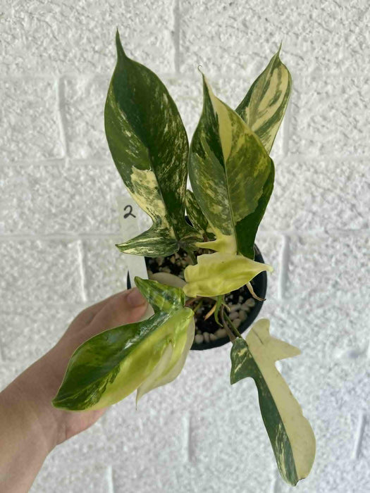 Philodendron Florida Beauty Variegated Multi-listing