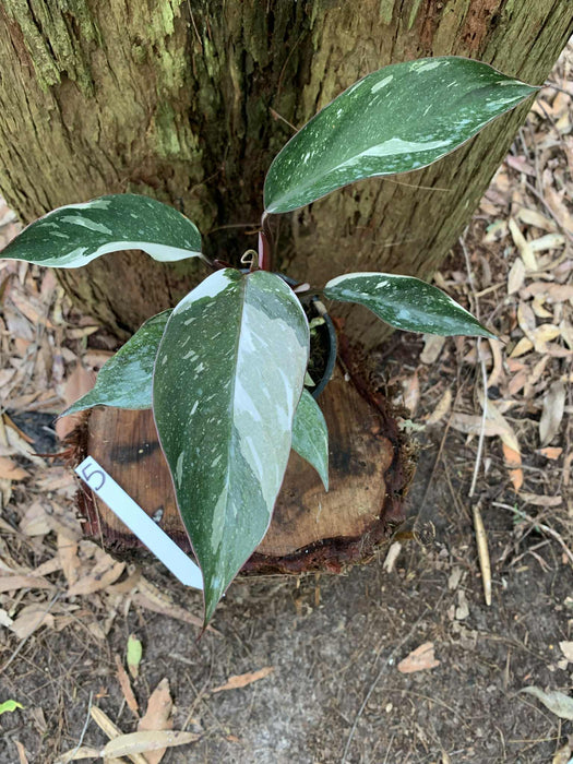 Philodendron Red Anderson Variegated #5