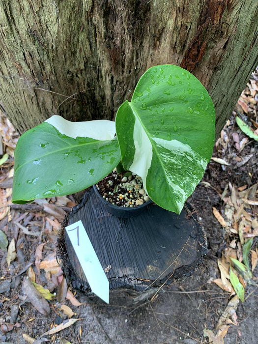 Monstera Albo Borsigiana Multi-listing