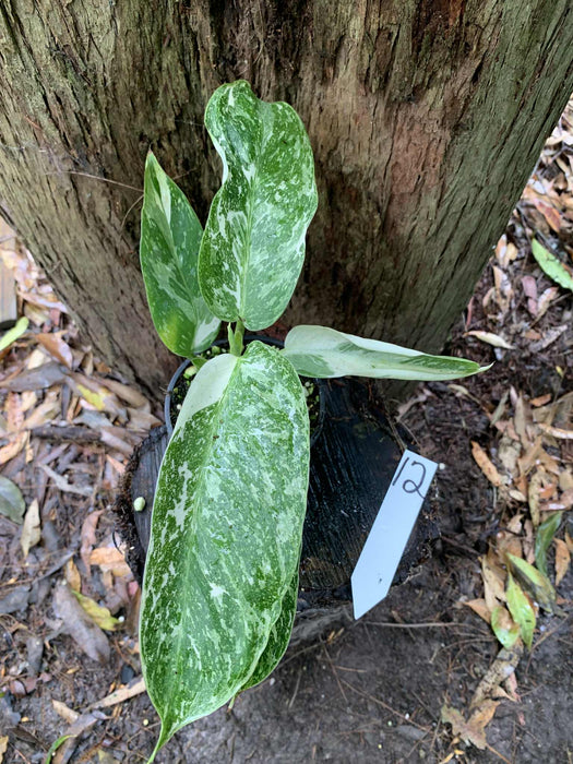 Philodendron Jose Buono Multi-listing