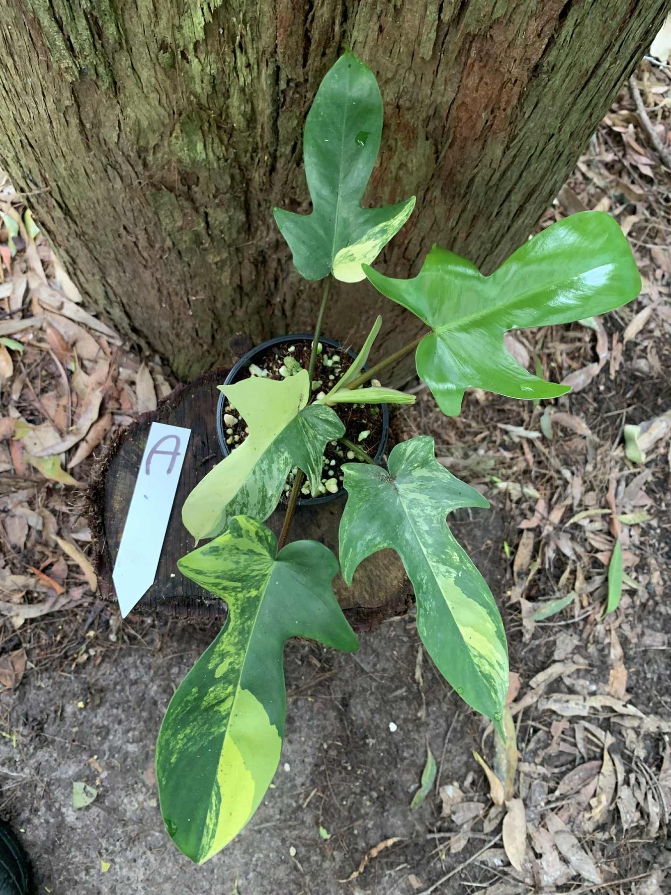 Philodendron Florida Beauty