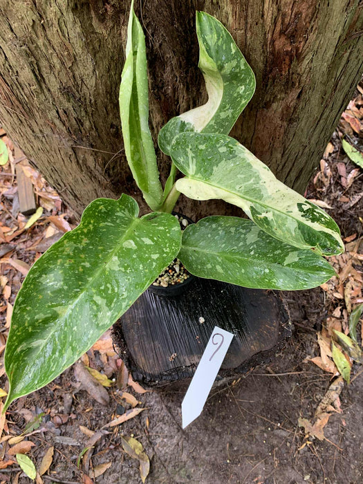 Philodendron Jose Buono Multi-listing