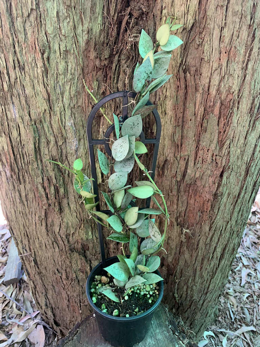 Hoya Krohniana Silver Eskimo