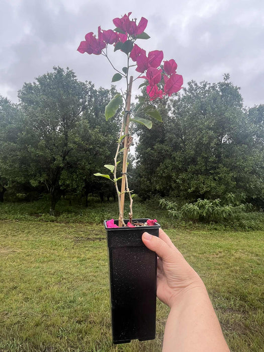Bougainvillea San Diego Red
