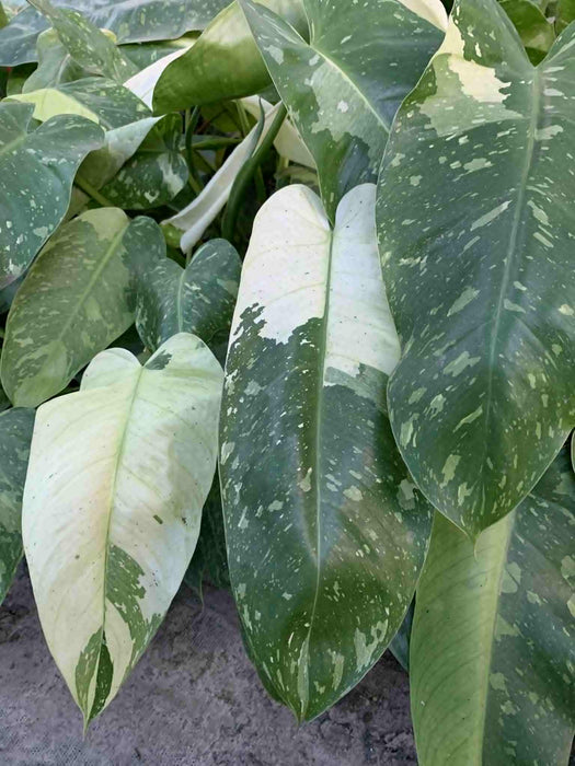 Jungle Box - Choose Plants