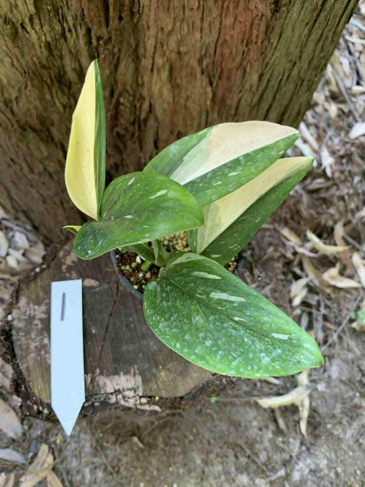 Monstera Standleyana variegated - multi-listing
