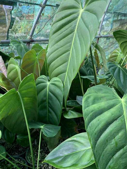 Jungle Box - Choose Plants
