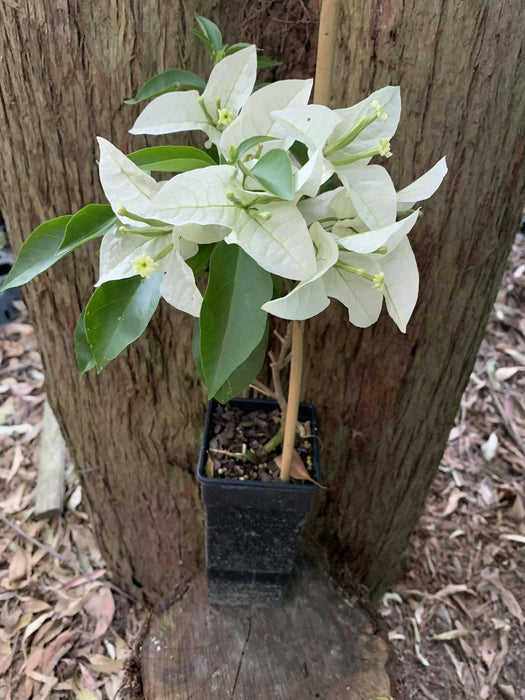 Bougainvillea Rijnstar White