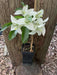 Bougainvillea Rijnstar White