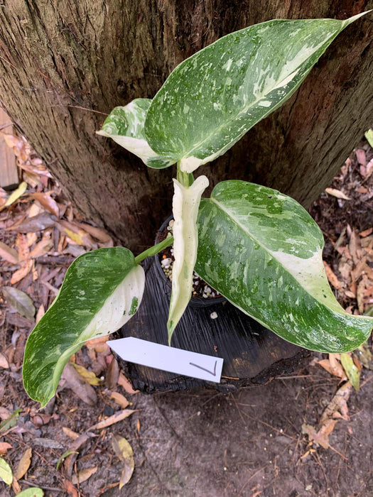 Philodendron Jose Buono Multi-listing
