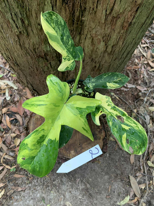 Philodendron Florida Beauty 2