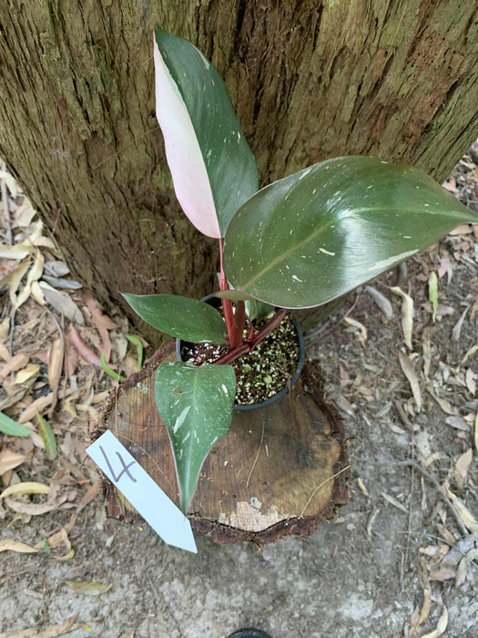 Philodendron Pink Princess #4