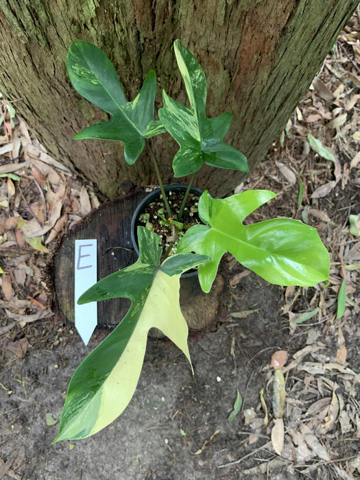 Philodendron Florida Beauty E