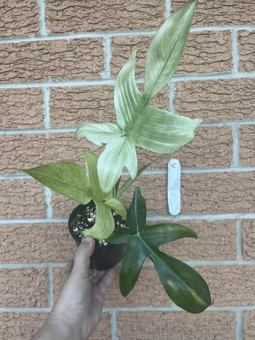 Philodendron Florida Ghost Multi-listing