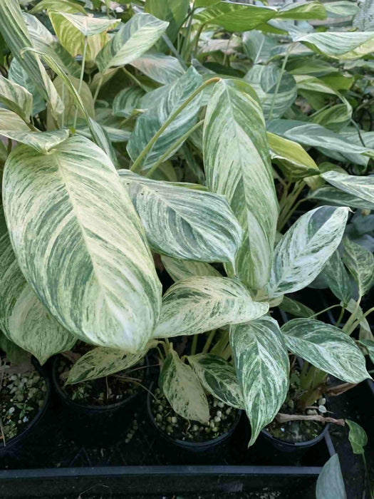 Jungle Box - Choose Plants