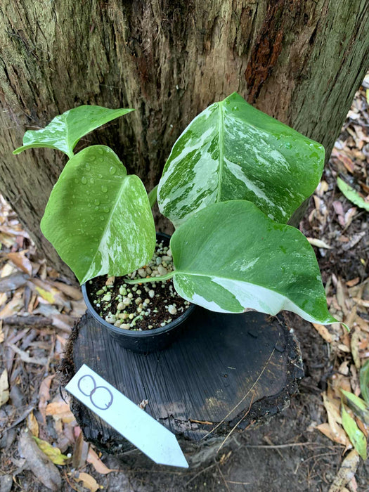 Monstera Albo Borsigiana Multi-listing