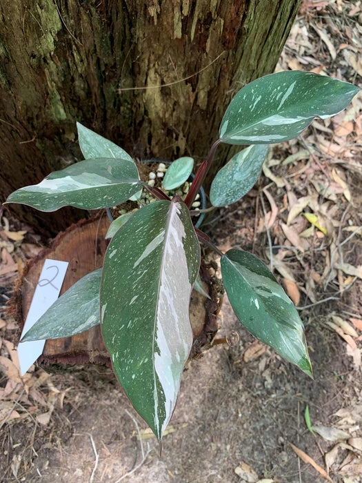 Philodendron Red Anderson Variegated #2