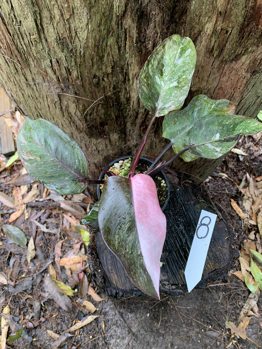 Philodendron Pink Princess Multi-listing