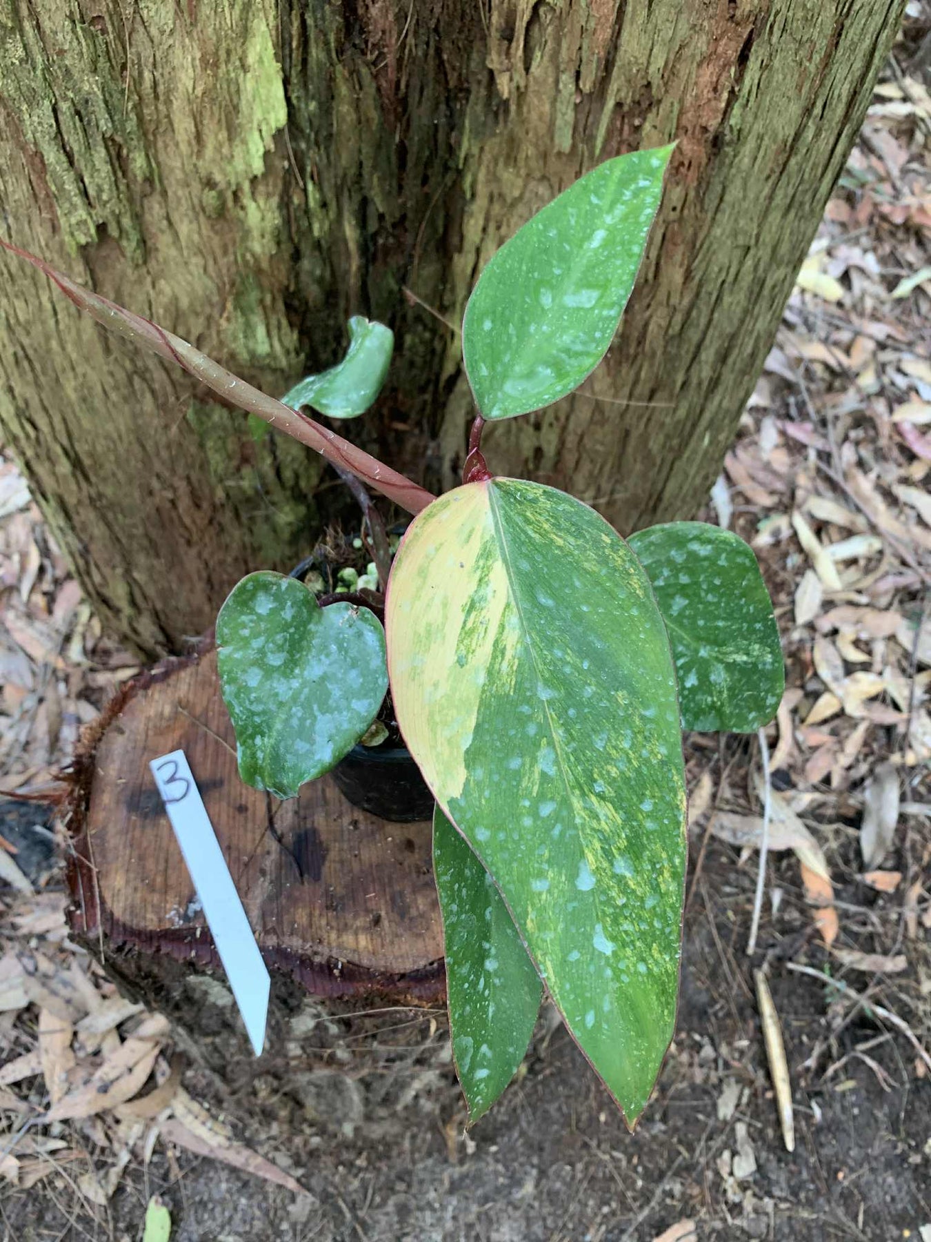 Philodendron Strawberry Shake