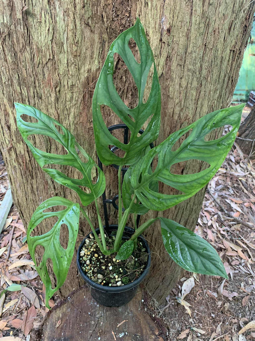 philodendron epipremnoides Monstera Epipremnoides — Nursery 2 U